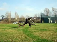 Mann gegen Hund